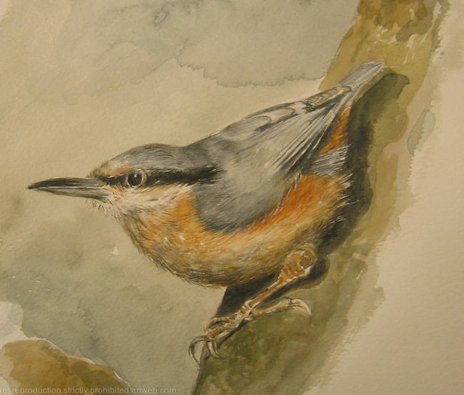 nuthatch1