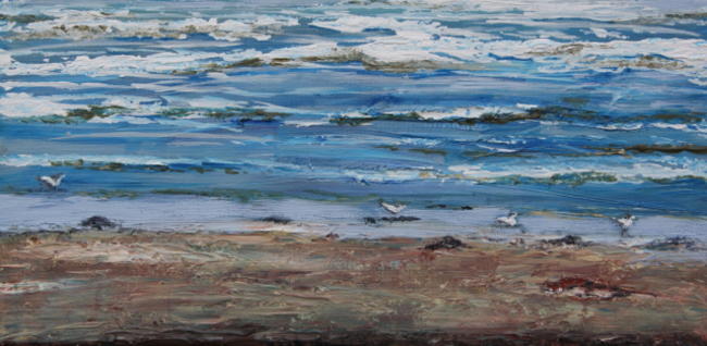 Gulls on Devon Coast