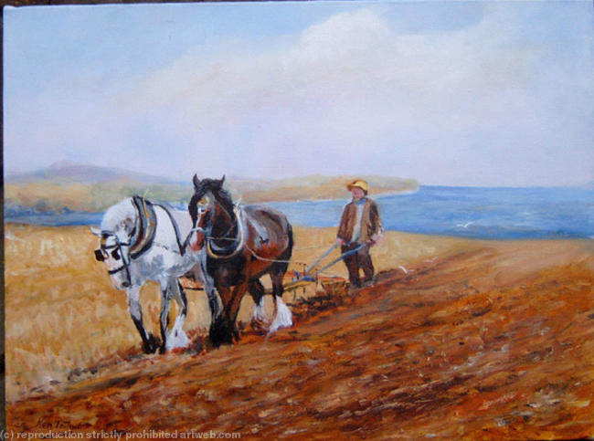 Shire horses ploughing