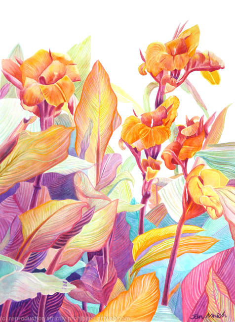 Cannas by Jan Mnich