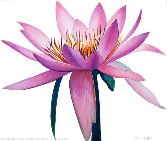 Lotus Flower by Jan Mnich
