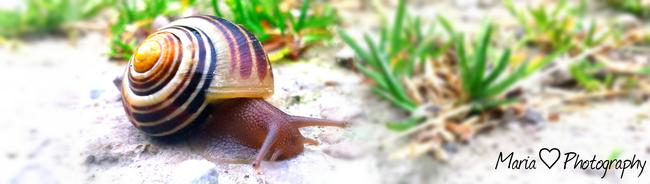 snail of beauty