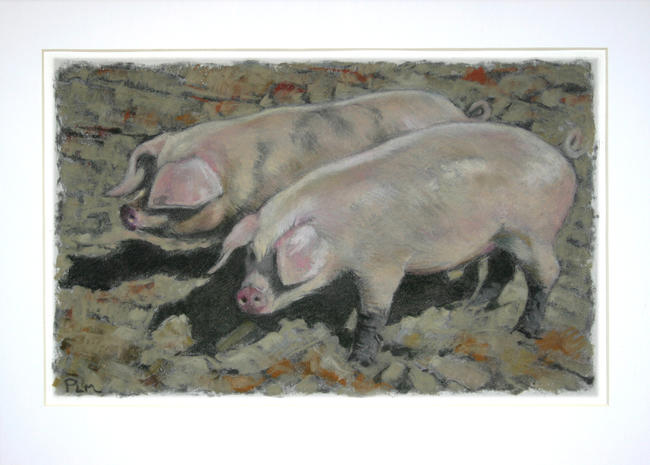 Ardeley pigs