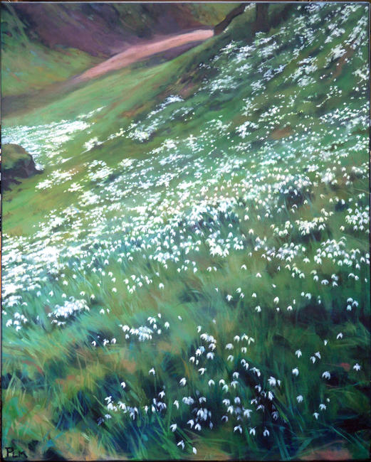 Snowdrops, Benington Lordship, Herts