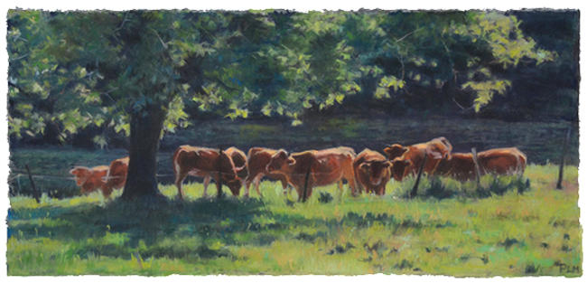 Limousin cows
