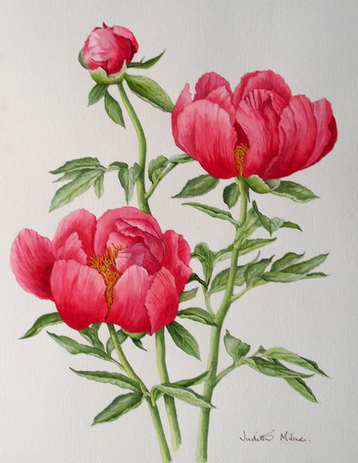 Peony