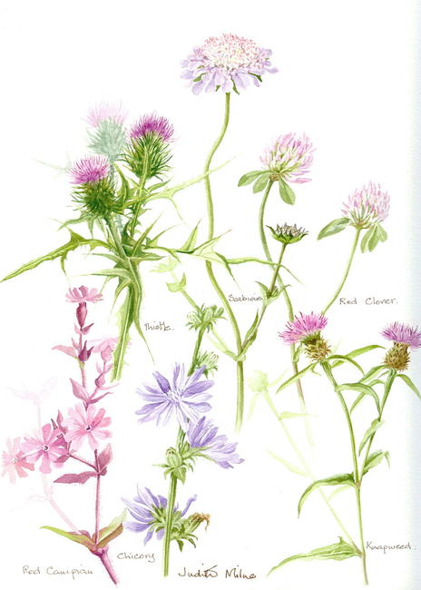 Wild Flowers 1