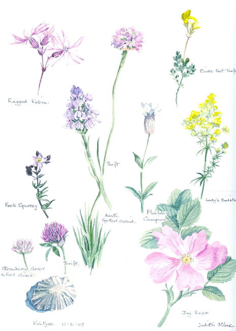 Wild Flowers 2