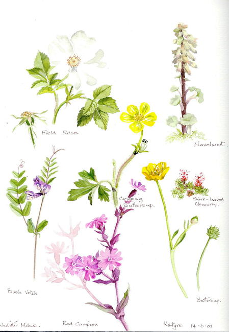 Wild Flowers 3