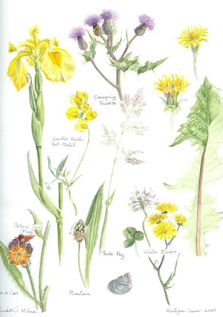 Wild Flowers 4