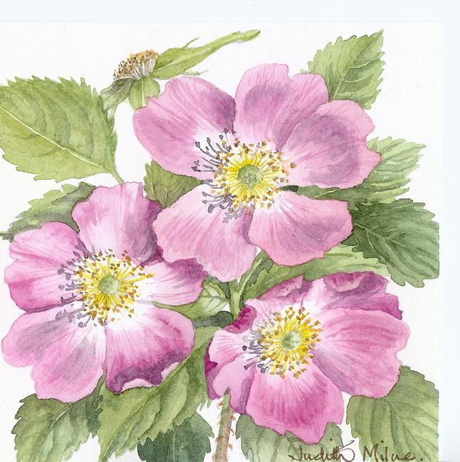 Dog Rose