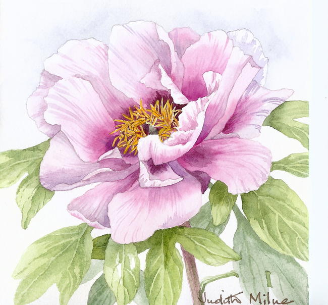 Pink Peony