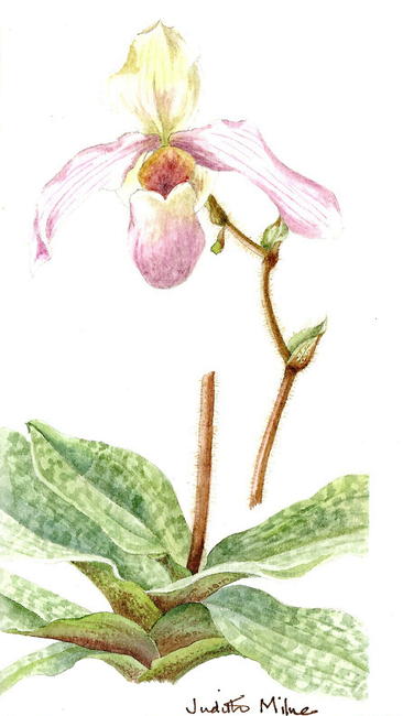 Paphiopedilum