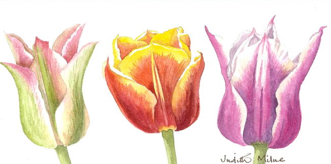 Variagated Tulips