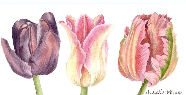 Tulip Trio