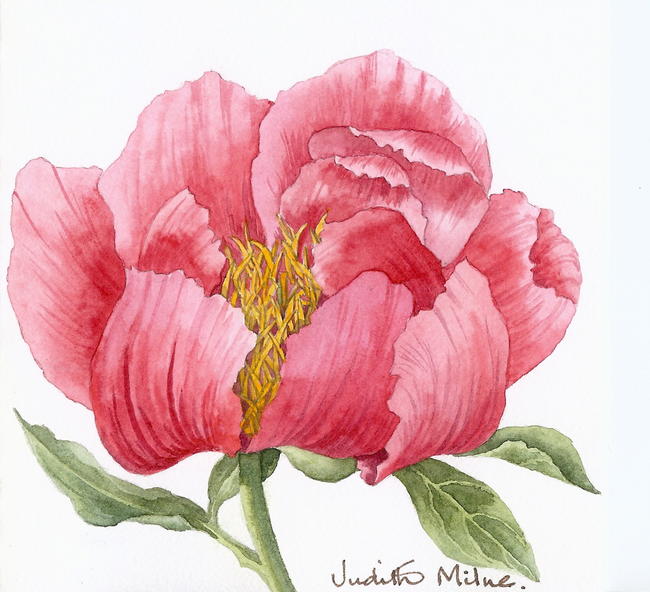 Red Peony