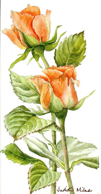 Orange Roses