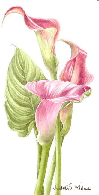 Zantedeschia