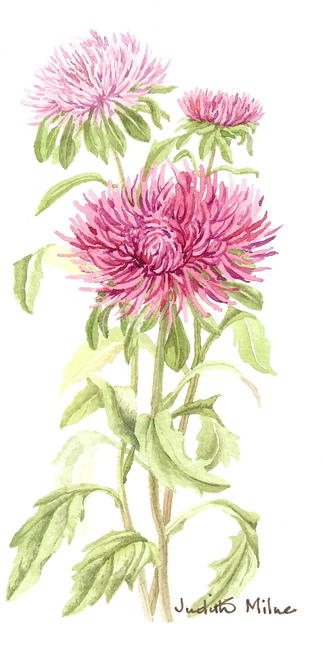 Asters