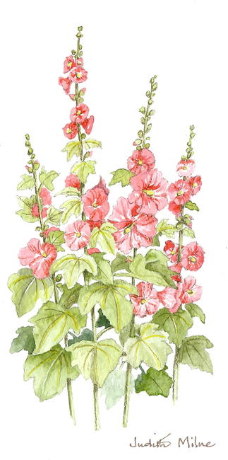 Hollyhocks