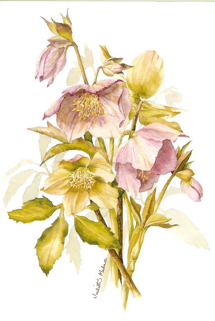 Hellebores