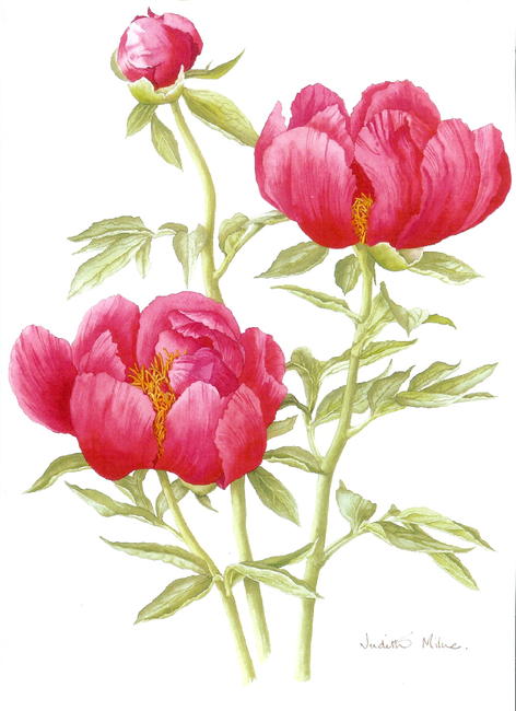 Paeonies