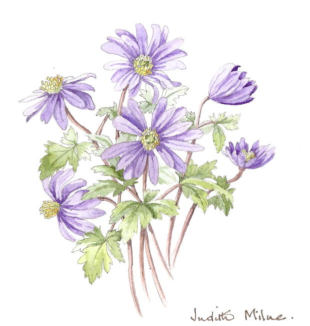 Anemone Blanda