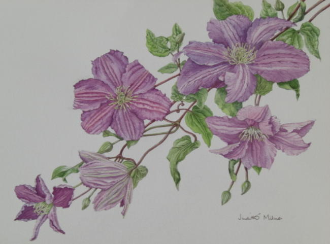 Clematis