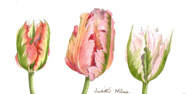 Colourful Tulips