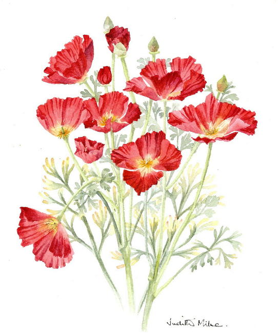 Californian Poppy