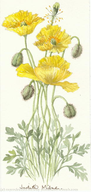 Icelandic Poppy