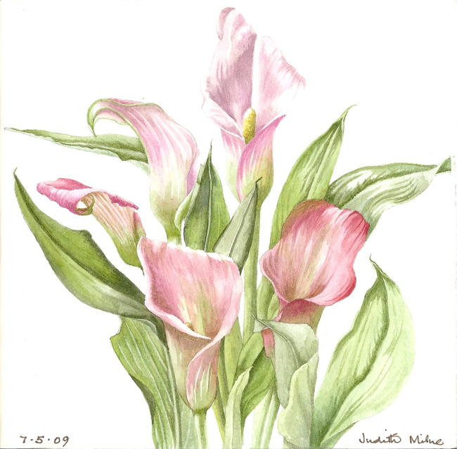 Lillies
