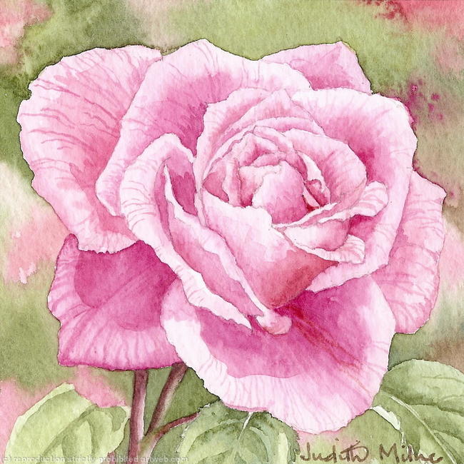 Pink Rose