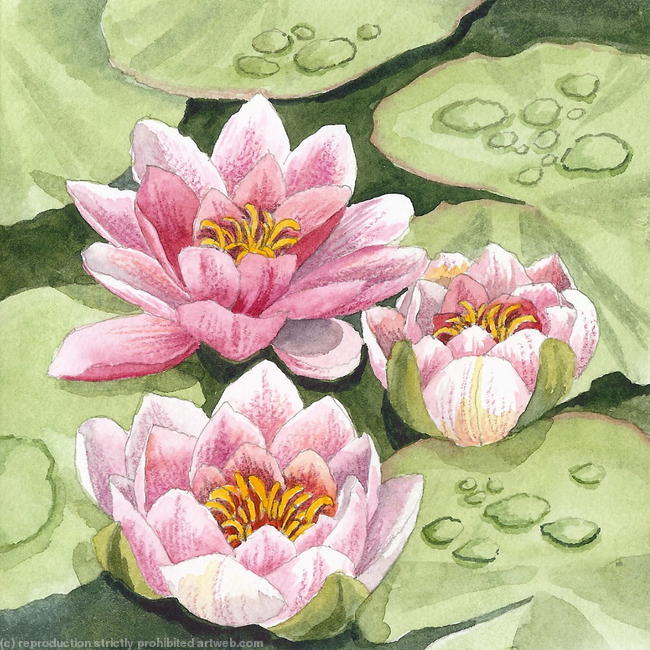 Water Lilies