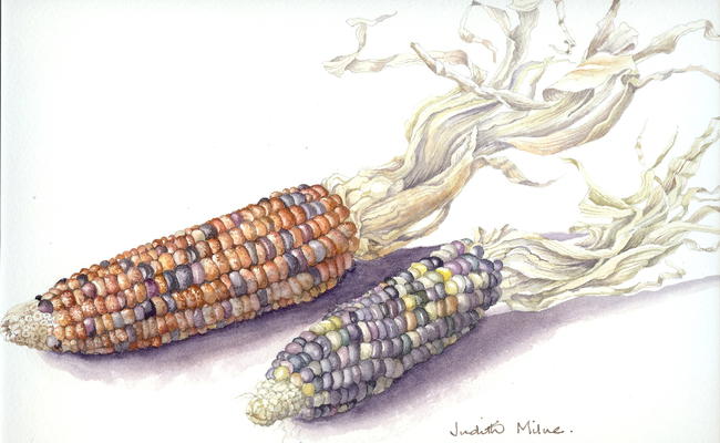 Indian Corn
