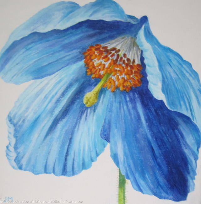 Mecanopsis 2
