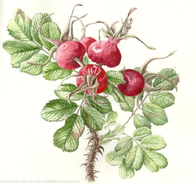 Hips Rosa Rugosa