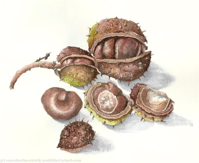 Horse Chestnuts