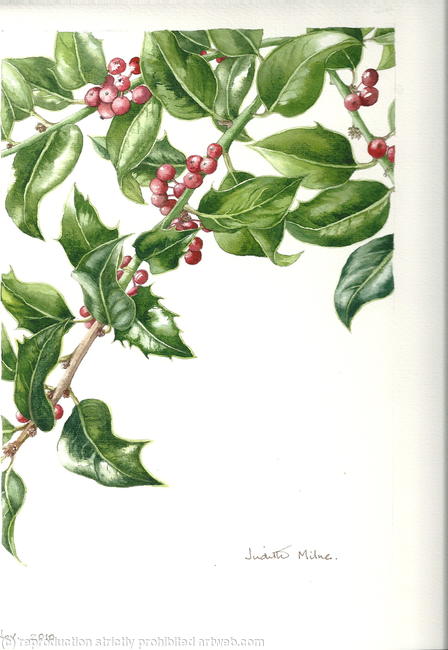 Holly branch
