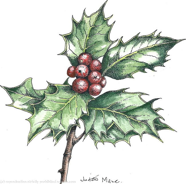 Holly Sprig