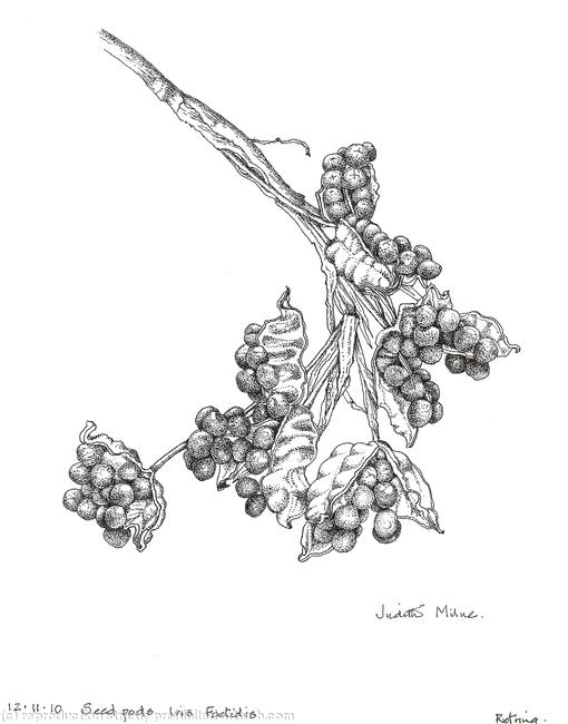 Seed Pods