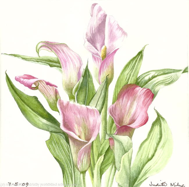 Lilies