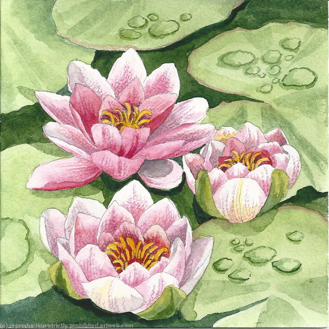 Water Lilies