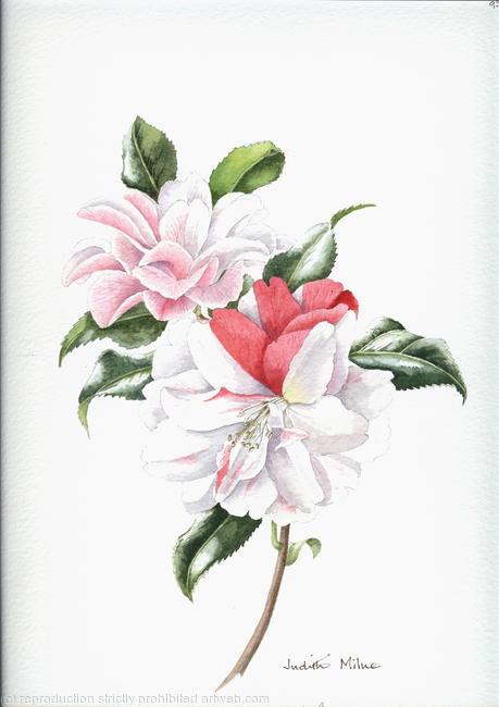 Camellia Japonica, Lady Vanstittart - 959