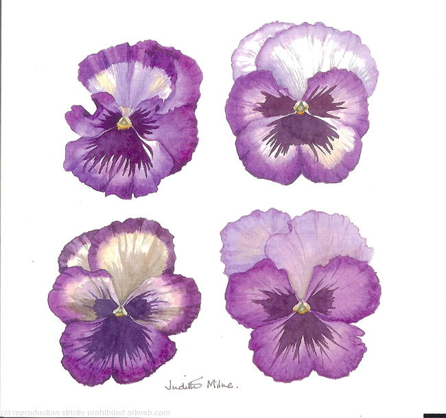 Shades of Cassis