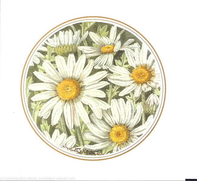 Daisies