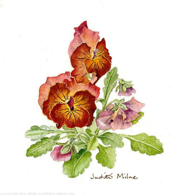 Pansies - 951