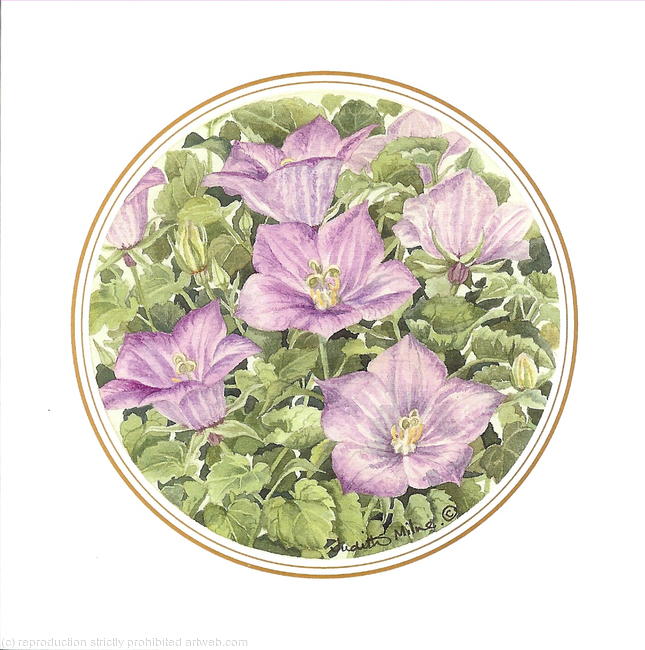 Campanula