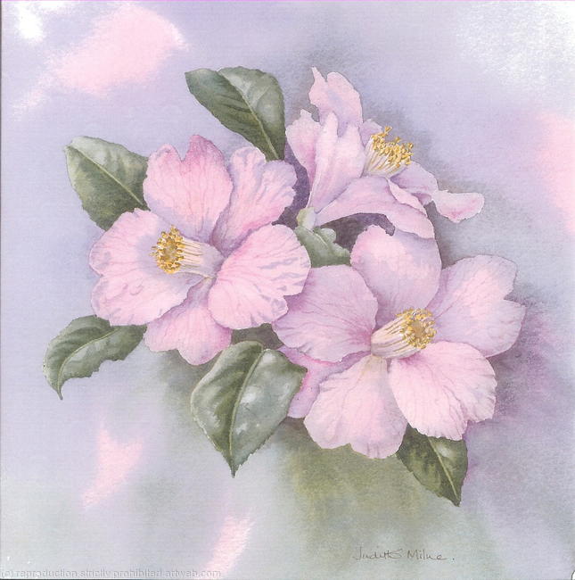 Camellias