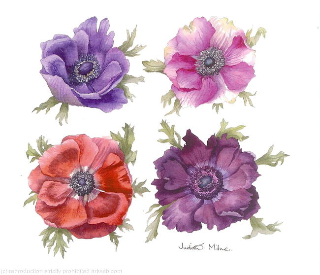 Anemone